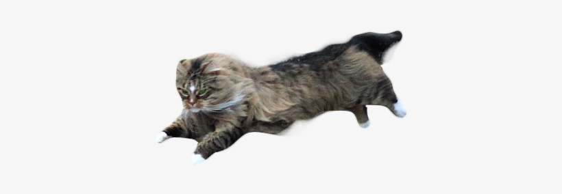 Render Of The Cat - Cat Yawns, transparent png