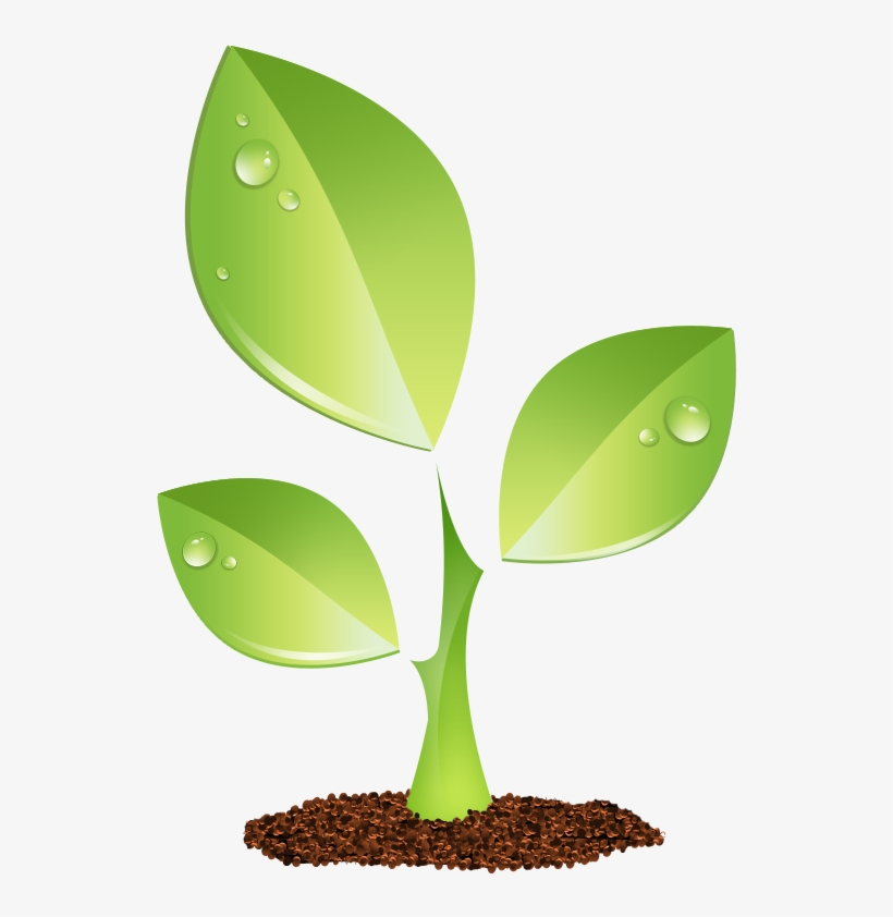 S E E D E D C O N T E N T - Sapling Icon Png, transparent png