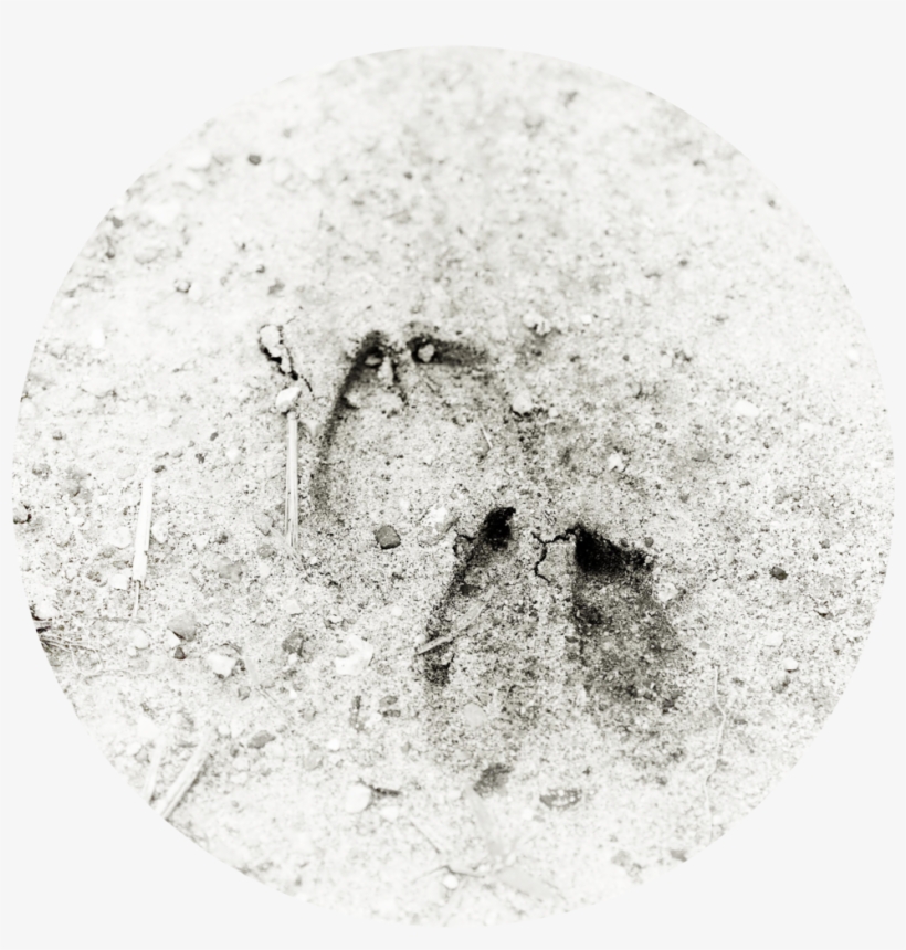 Deertracks - The Only Name (yours Will Be), transparent png