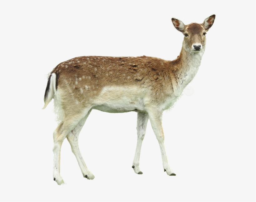 Roe Deer, Isolated, Fawn Young, Forest, Legs, Hunter - Reh Png, transparent png