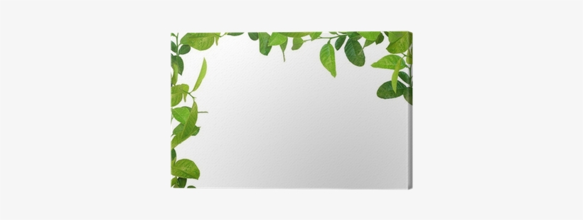 Leaves Frame, transparent png