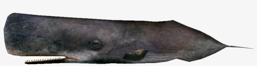 Sperm Whale - Knife, transparent png
