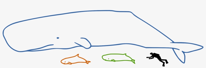 Sperm Whales Size - Dwarf Sperm Whale Size, transparent png
