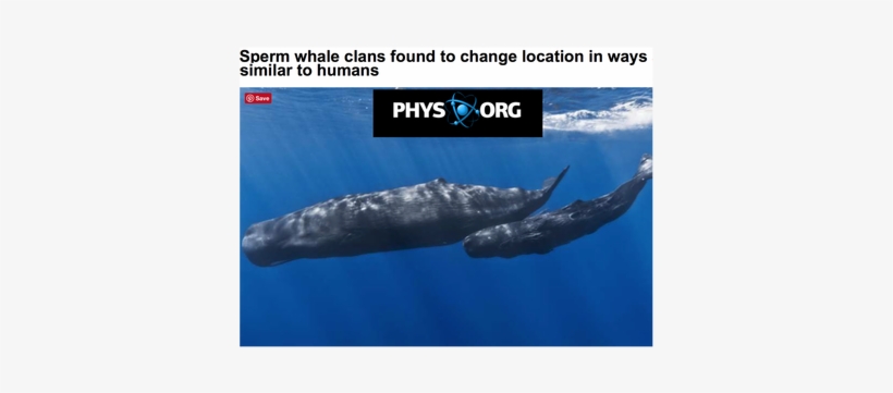 Com/read/sperm Whales Dominica Galapagos - Sperm Whale Man Dwarf Fortress, transparent png