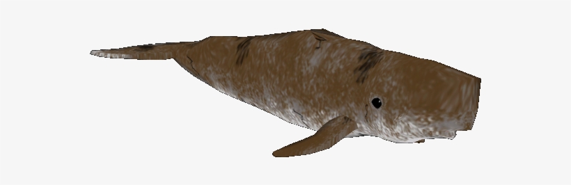 Sperm Whale, Oceans Pack, transparent png