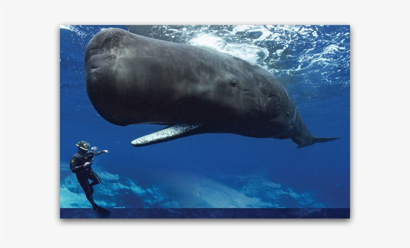 Dav#hwa Frank Or The Whale - Sperm Whale, transparent png