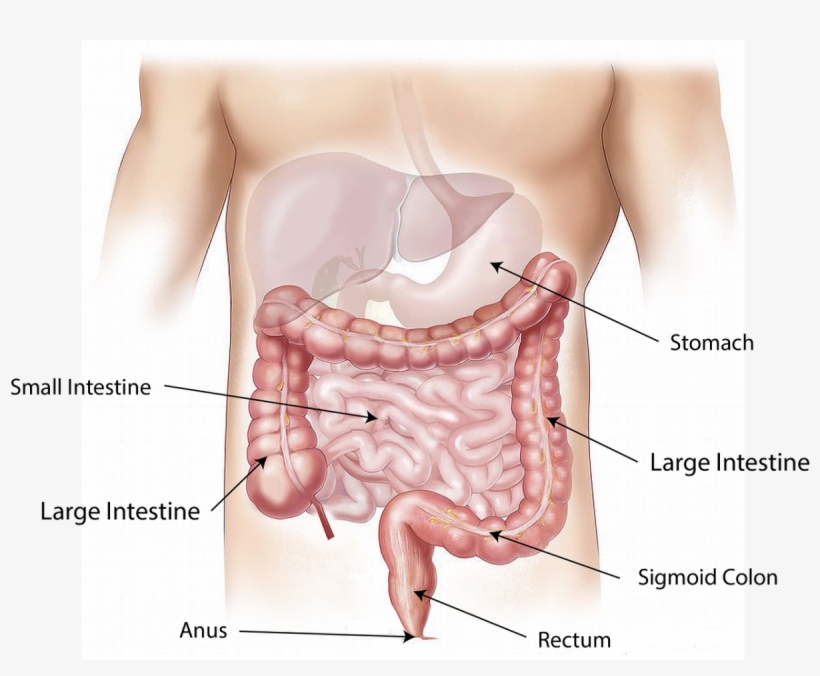 By - Poop In The Body, transparent png