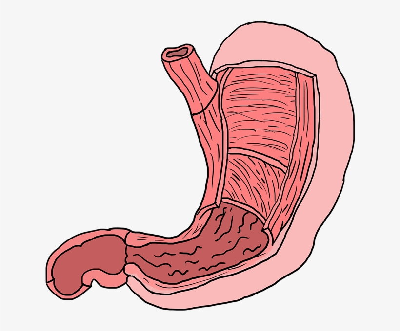 Happy Gut, Happy Life - Stomach Muscles, transparent png