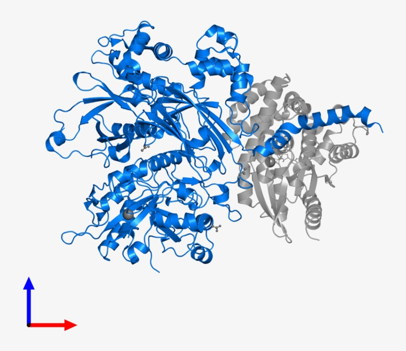 <div Class='caption-body'>pdb Entry 3ohm Contains 1 - Actin, transparent png