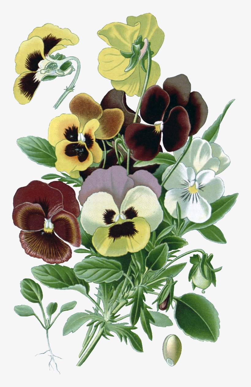 Hd Gorgeous Vintage Painted Flowers - طرح گل برای نقاشی, transparent png