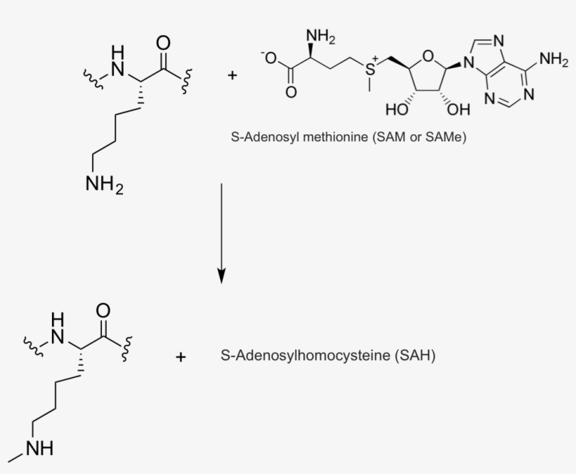 Expert Answer - S Adenosyl Methionine, transparent png