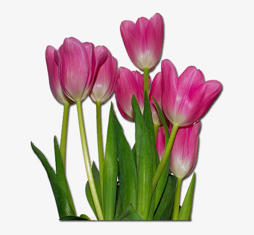 Related Wallpapers - Tulips Flowers, transparent png