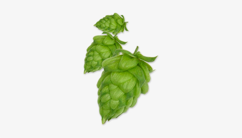 Hop-willamette - Willamette Hops, transparent png