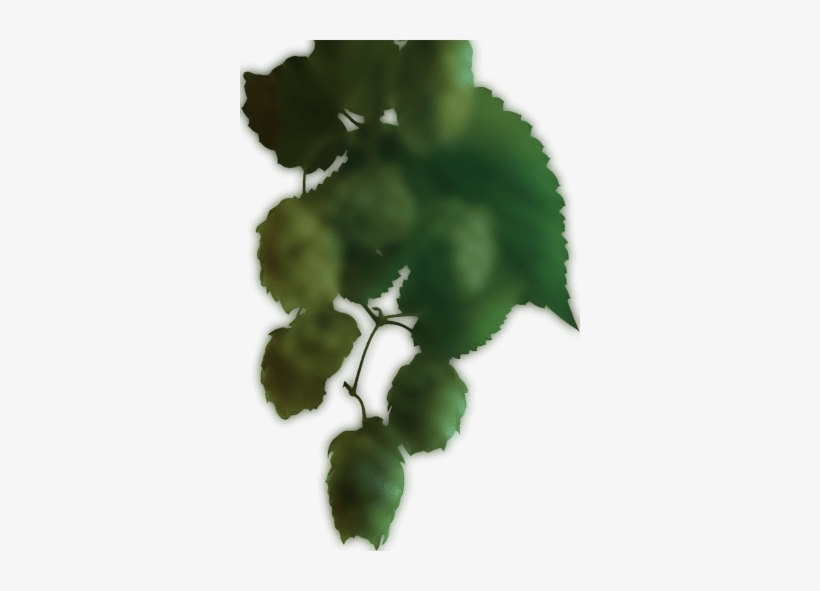 Beer Hop Left - American Holly, transparent png