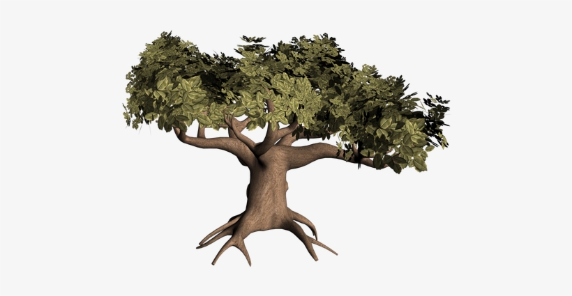 Broccoli Becomes Picture Tree Tl Oaktree - Oak Tree, transparent png