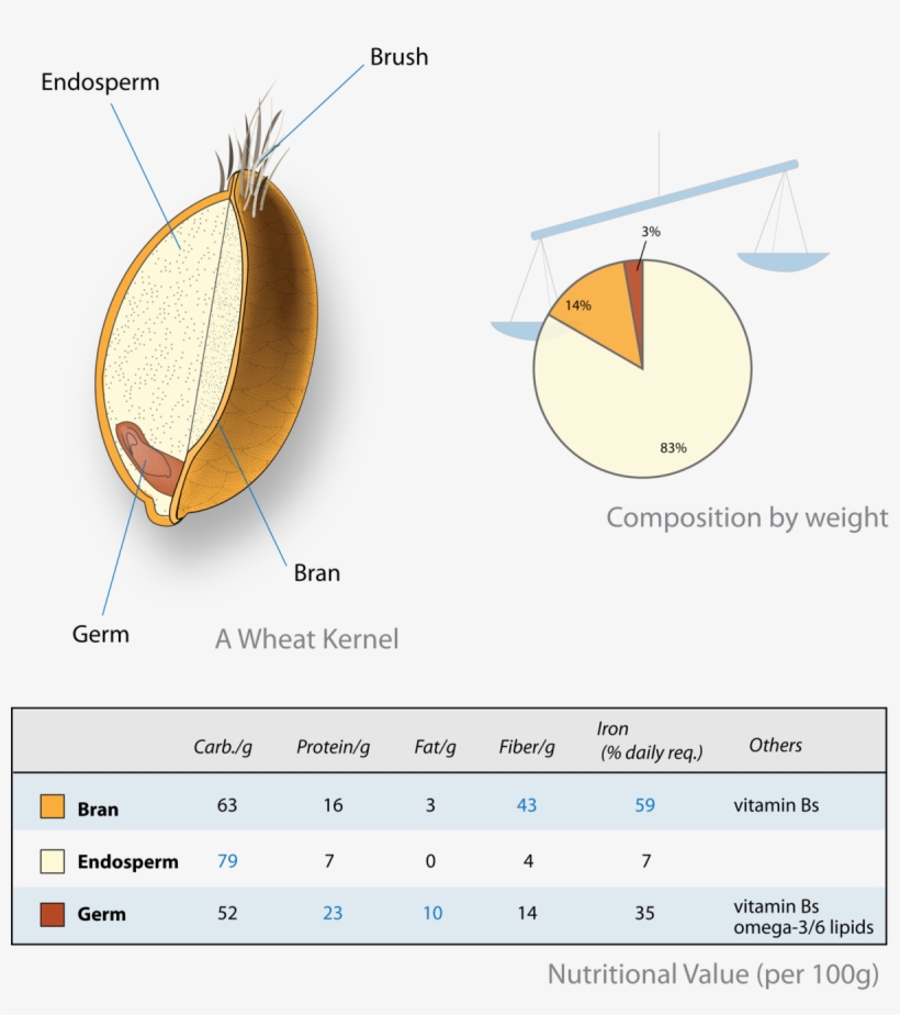 Germen De Trigo Composicion, transparent png