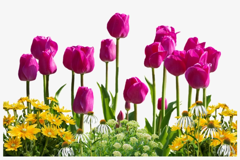 Tulip Flower Png, transparent png