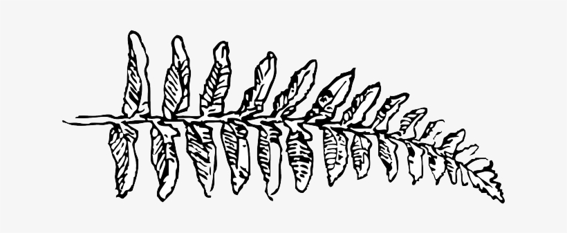Outline, Leaf, Cartoon, Fern, Branch, Plant, Vine - Clip Art Black And White Fern, transparent png