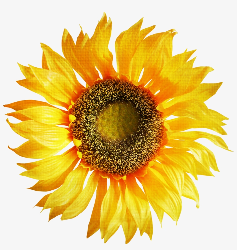 Sunflower Png, transparent png