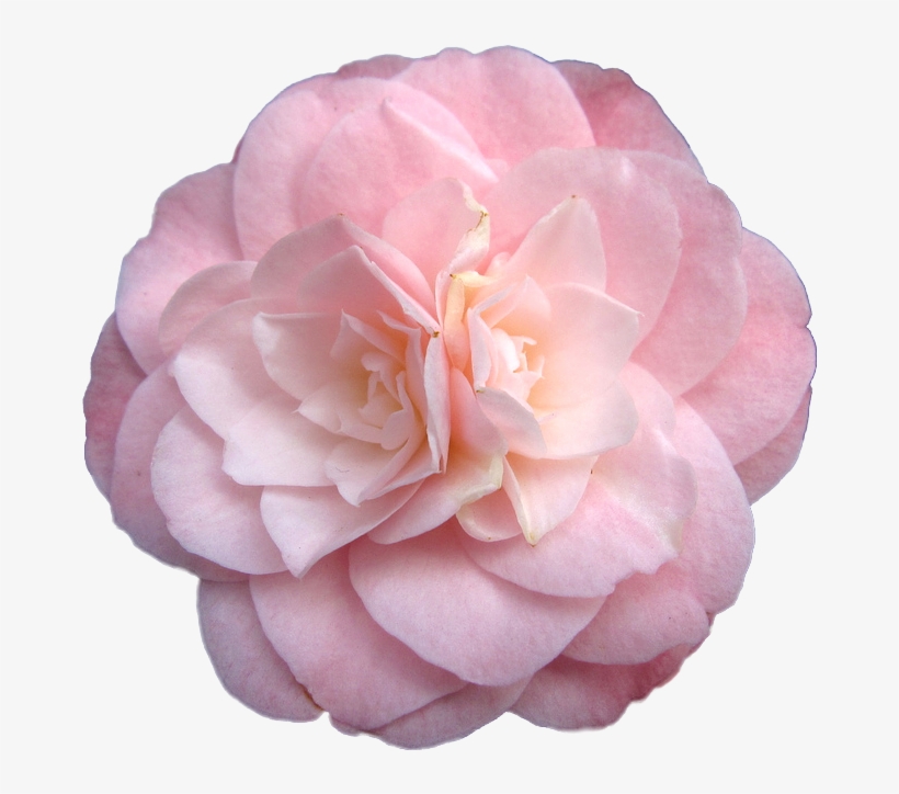 Rosegold Aesthetic Rose Freetoedit - Transparent Flowers, transparent png