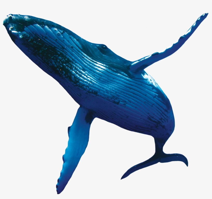 Humpback Whales - Whale Png, transparent png