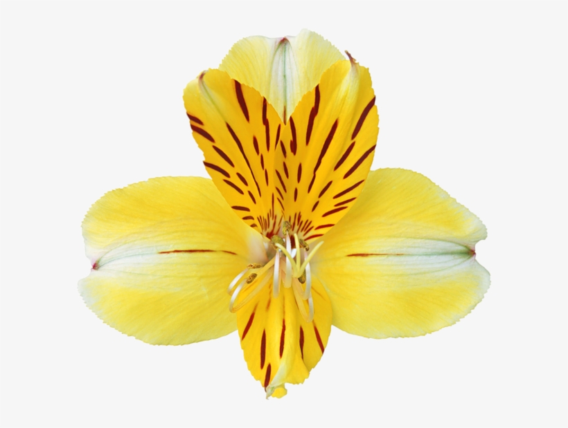 Happy Birthday Banner With Balloons Transparent Png - Orquideas Amarillas Png, transparent png