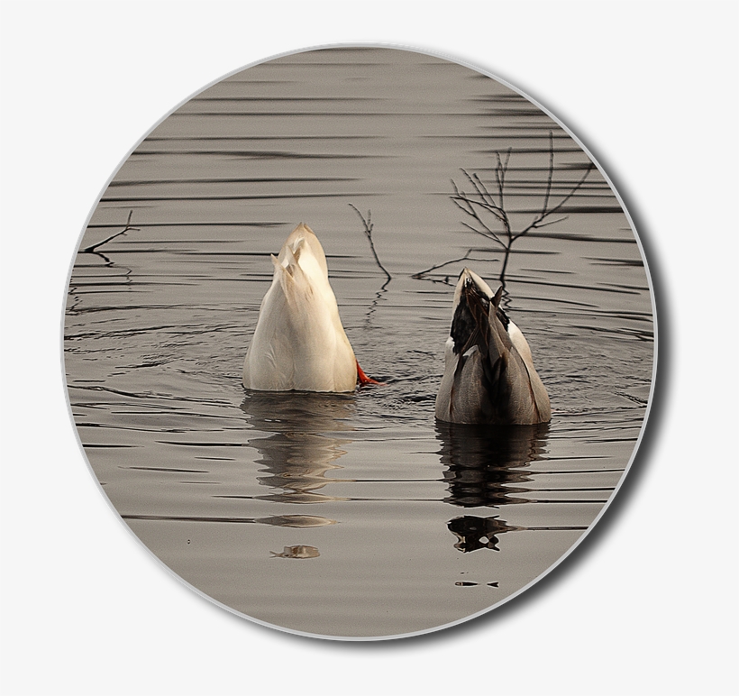 Ducks, Png, Diving, Water, Lake, Water Bird, Animal - Water, transparent png