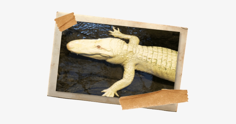 These Rare And Mystical Creatures From The Louisiana - Alligators, transparent png