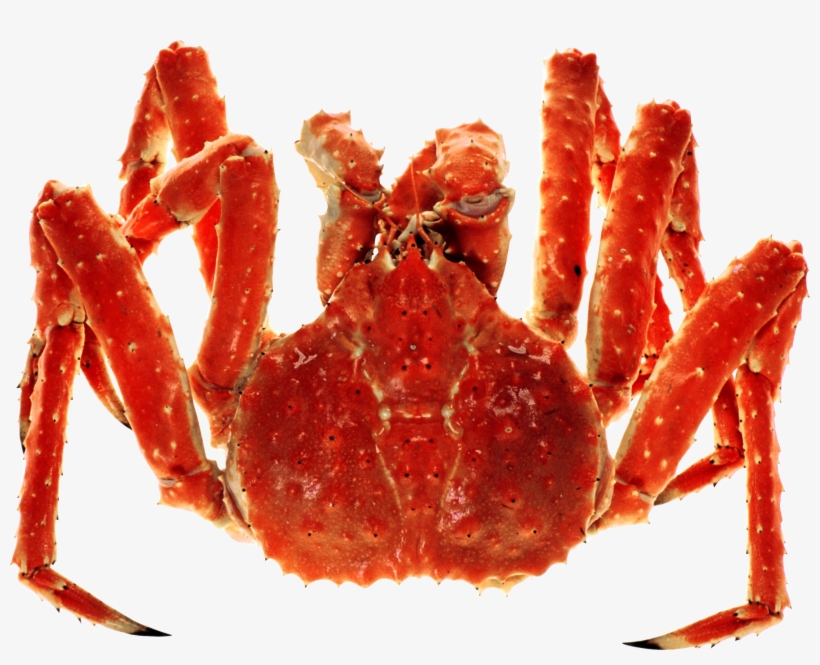 Live King Crab Png, transparent png