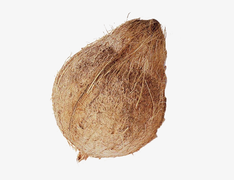 Coconut Whole, transparent png
