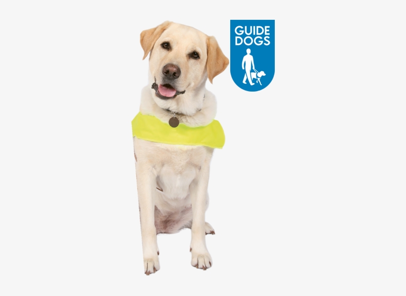 Pet Fresh - Remove Odours And Stains Caused, transparent png
