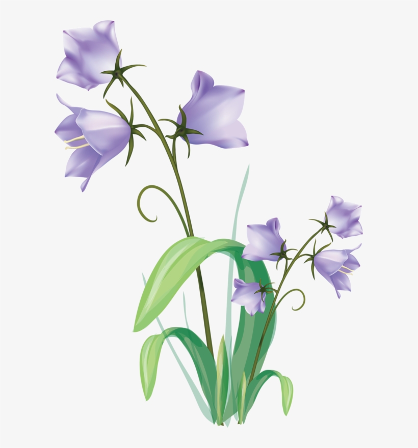Яндекс - Фотки - Flowering Plants Drawing, transparent png