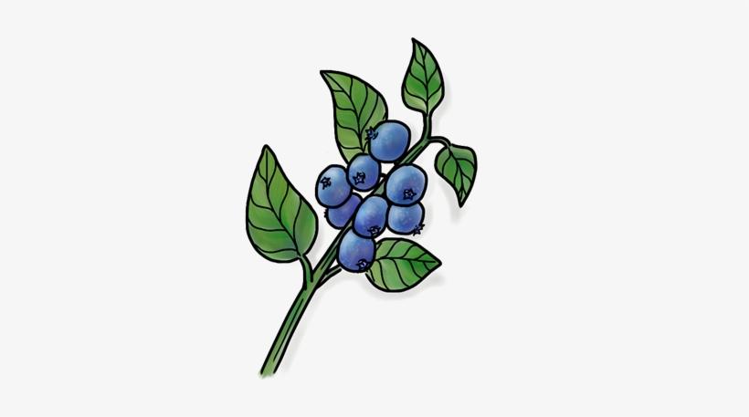 Wild Blueberry - Portable Network Graphics, transparent png