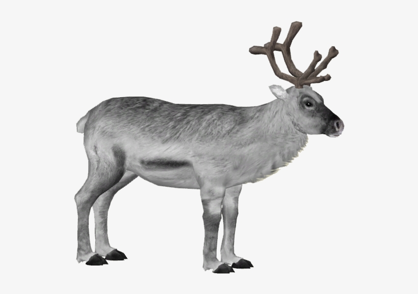 Svalbard Reindeer 2 - Wiki, transparent png