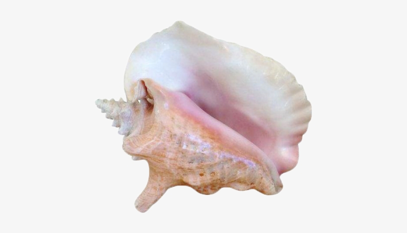 Seashells Clipart Transparent Tumblr - Seashells Tumblr Transparent, transparent png