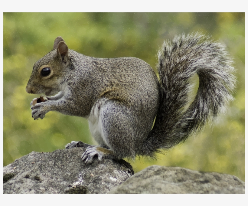 Medium Image - Wild Squirrels, transparent png