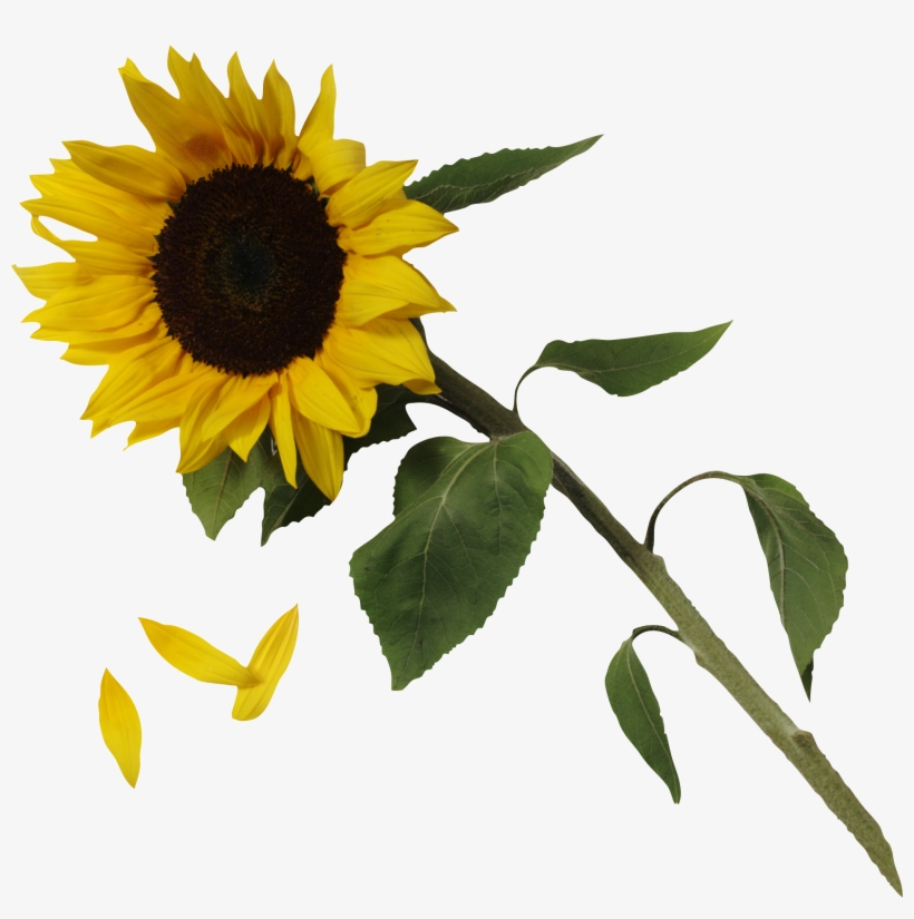 Common Sunflower, transparent png