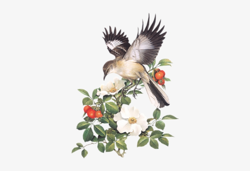 Birds On Branches - Peterson Field Guide To Birds Of Eastern, transparent png
