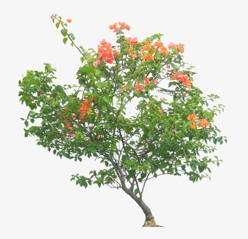 Png V - 5 - 7 Image - Bougainville Plant Png, transparent png