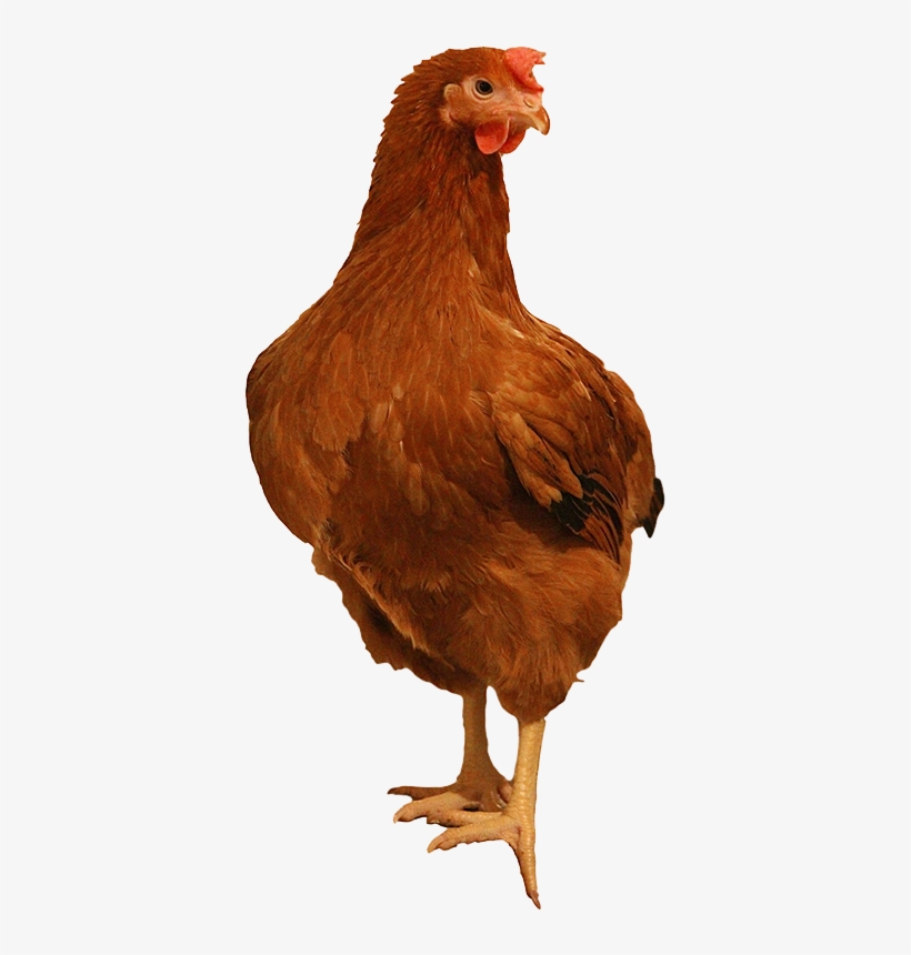 Brown Chicken Png Image Background - Transparent Rhode Island Chicken, transparent png