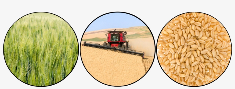 Hard White Wheat Berries - Bread, transparent png