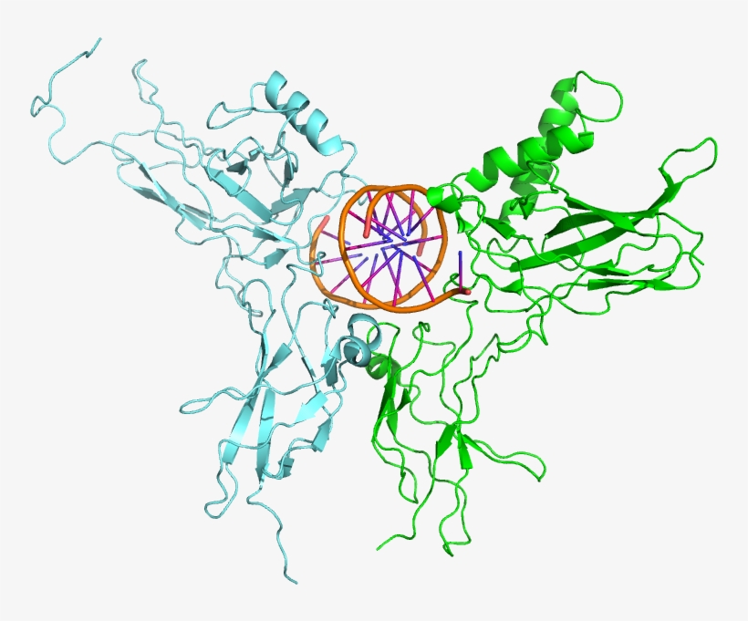 3do7 Nfkb Relb Dna - Circle, transparent png