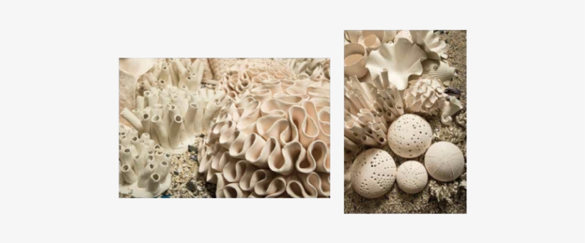 Lee Cummings Installation Detail, 2016-17 Porcelain - Pezizales, transparent png