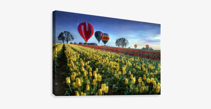 Hot Air Balloons Over Tulip Field Canvas Print - Hot Air Balloons Spring, transparent png