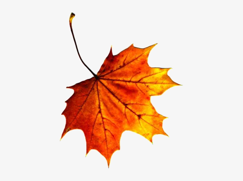 Fall Leaves Clip Art Clipart - Equinoccio By Abraham Serrano 9781516805488 (paperback), transparent png