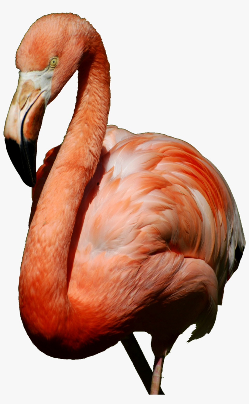 Report Abuse - American Flamingo Journal: 150 Page Lined Notebook/diary, transparent png
