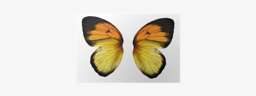 Real Butterfly Paperweight (3" X 3" X 1") (yellow Orange, transparent png