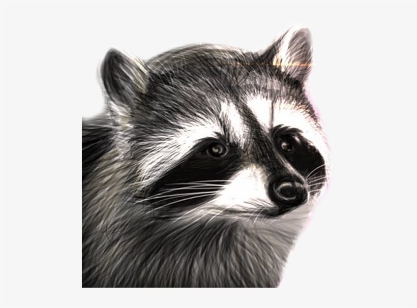Raccooneggs Youtube Csgo Raccoon Raccoonsticker Here - Raccooneggs Raccoon, transparent png