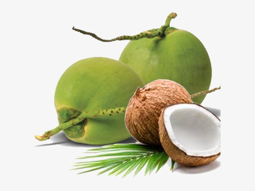 We Are Able To Ensure Stability In Our Supply Chain - Green Coconut, transparent png