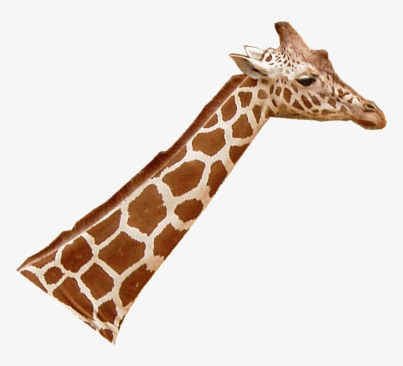 Giraffenhals Blick Rechts - Giraffe Head Png, transparent png